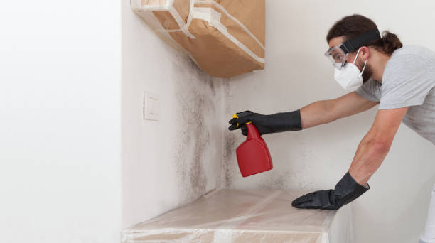 Professional Mold Removal technician working in Chestnut Hill, MA